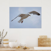 Seagull Poster (Küche)