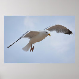 Seagull Poster