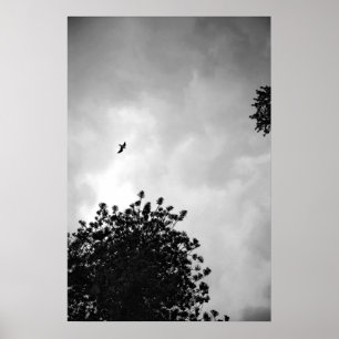 Seagull Poster