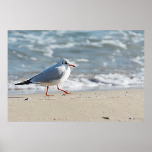 Seagull Poster (Vorne)
