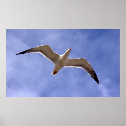 Seagull Poster (Vorne)