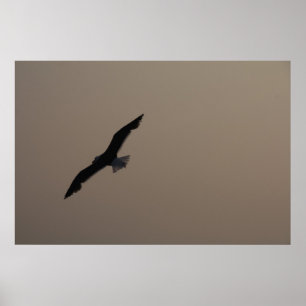 Seagull Poster