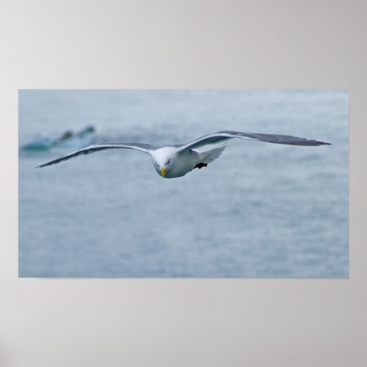 Seagull Poster 3 (Vorne)