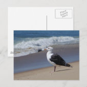 Seagull Postkarte (Vorne/Hinten)