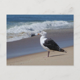 Seagull Postkarte