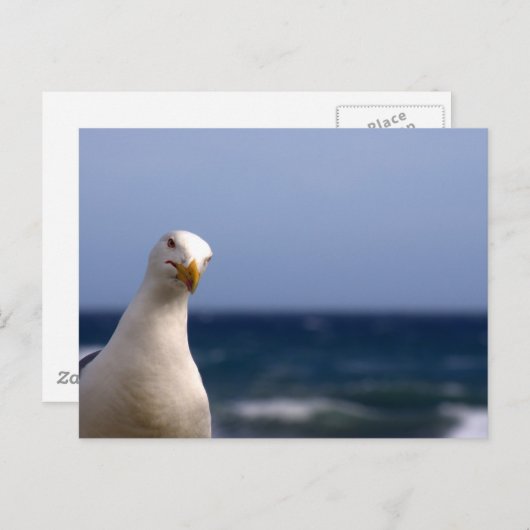 Seagull Postkarte (Vorne/Hinten)