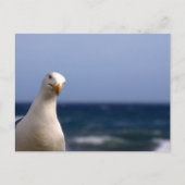 Seagull Postkarte (Vorderseite)