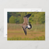 Seagull Postkarte (Vorne/Hinten)