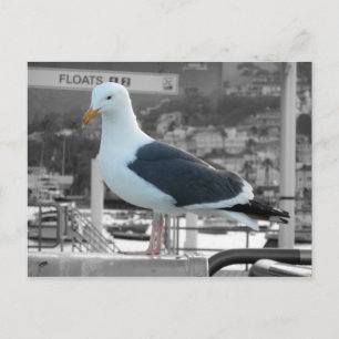 Seagull Postkarte