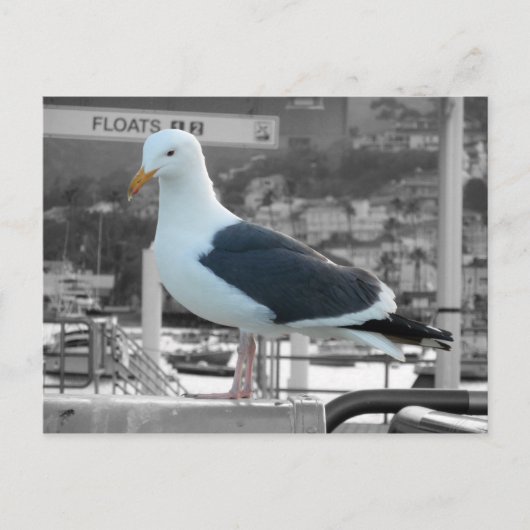 Seagull Postkarte (Vorderseite)