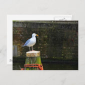 Seagull Postkarte (Vorne/Hinten)