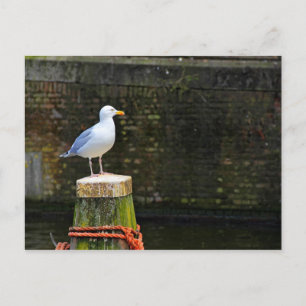 Seagull Postkarte