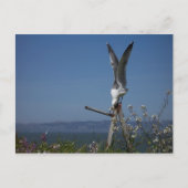 Seagull Postkarte (Vorderseite)