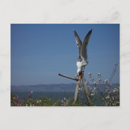 Seagull Postkarte (Vorderseite)