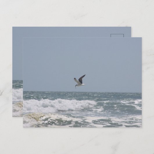 Seagull Postkarte (Vorne/Hinten)