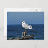 Seagull Postkarte (Vorne/Hinten)