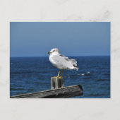 Seagull Postkarte (Vorderseite)