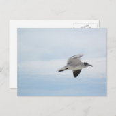 Seagull Postkarte (Vorne/Hinten)