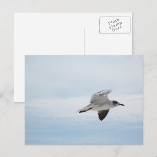 Seagull Postkarte (Vorne/Hinten)