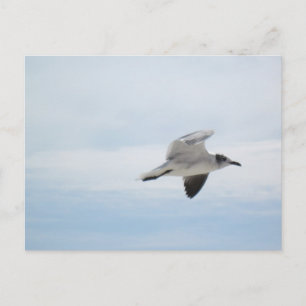 Seagull Postkarte