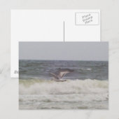 Seagull Postkarte (Vorne/Hinten)