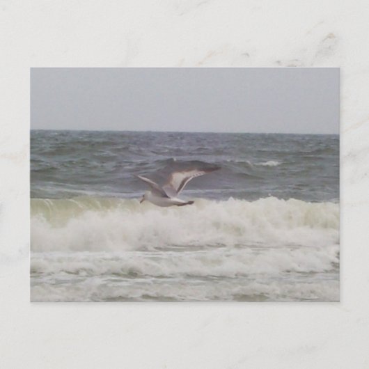 Seagull Postkarte (Vorderseite)