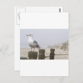 Seagull Postkarte (Vorne/Hinten)