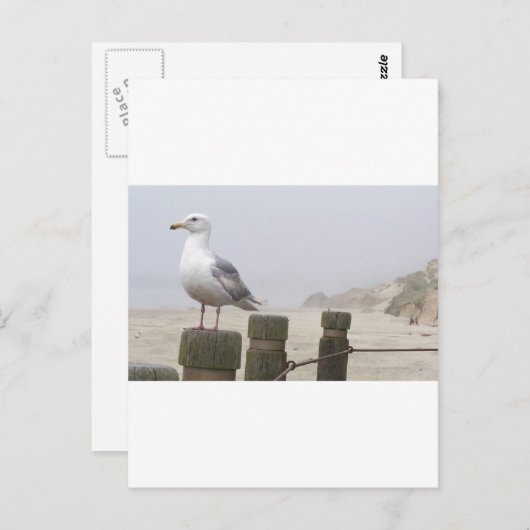 Seagull Postkarte (Vorne/Hinten)