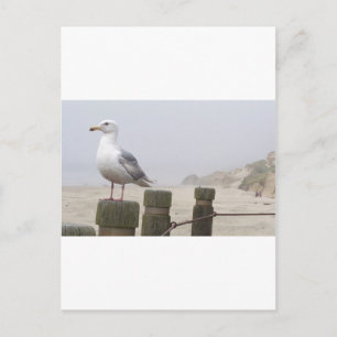 Seagull Postkarte