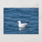 Seagull Postkarte (Vorderseite)