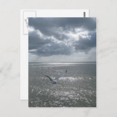 Seagull Postkarte (Vorne/Hinten)