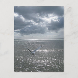 Seagull Postkarte