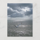 Seagull Postkarte (Vorderseite)