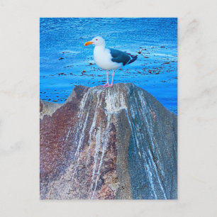 Seagull Postkarte