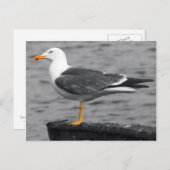 Seagull Postkarte (Vorne/Hinten)
