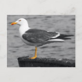 Seagull Postkarte (Vorderseite)