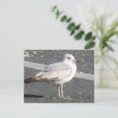 Seagull Postkarte (Stehend Vorderseite)