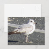 Seagull Postkarte (Vorne/Hinten)