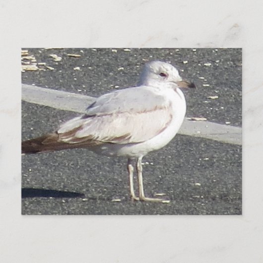 Seagull Postkarte (Vorderseite)