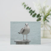 Seagull Postkarte (Stehend Vorderseite)