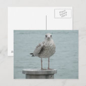 Seagull Postkarte (Vorne/Hinten)