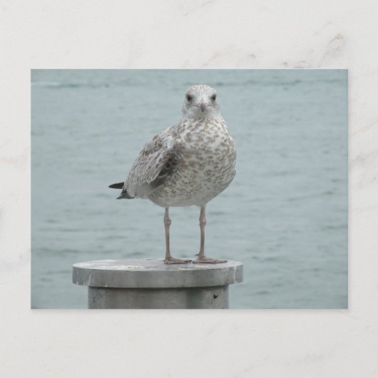 Seagull Postkarte (Vorderseite)
