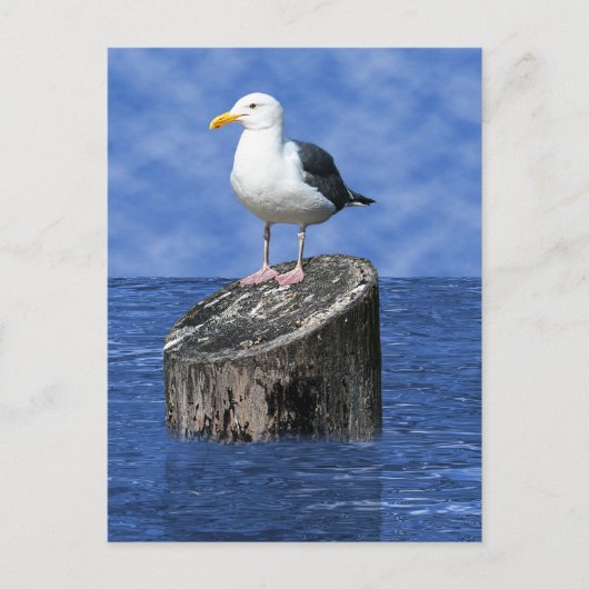 SEAGULL POSTKARTE (Vorderseite)