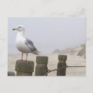 Seagull Postkarte