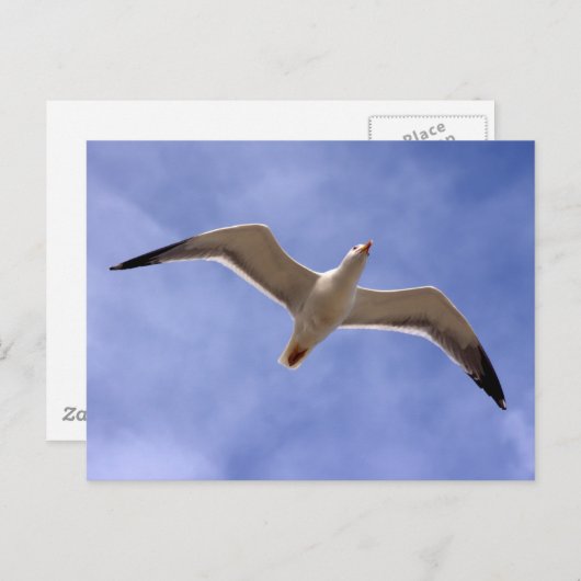 Seagull Postkarte (Vorne/Hinten)