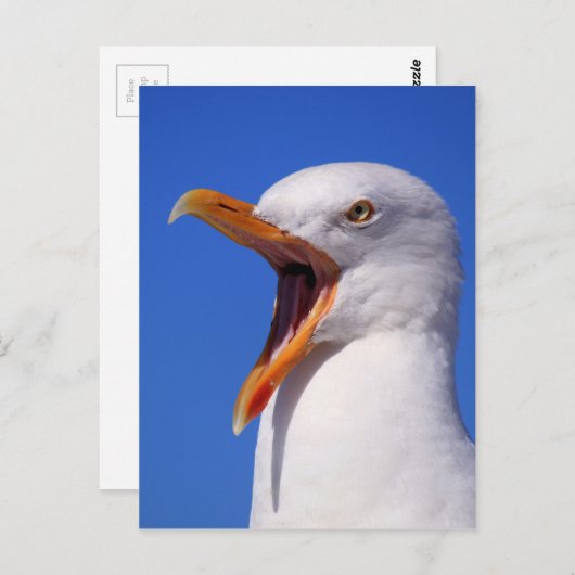 Seagull Postkarte (Vorne/Hinten)