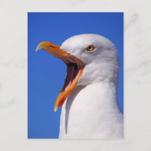 Seagull Postkarte