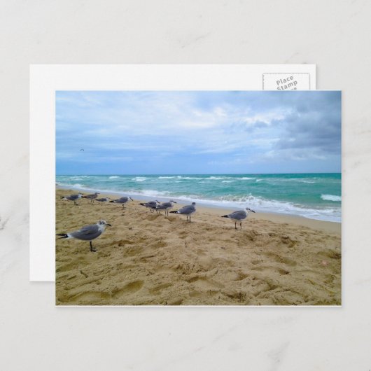 Seagull-Postkarte Postkarte (Vorne/Hinten)