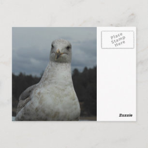 Seagull-Postkarte Postkarte