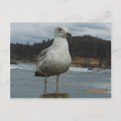 Seagull-Postkarte Postkarte (Vorderseite)